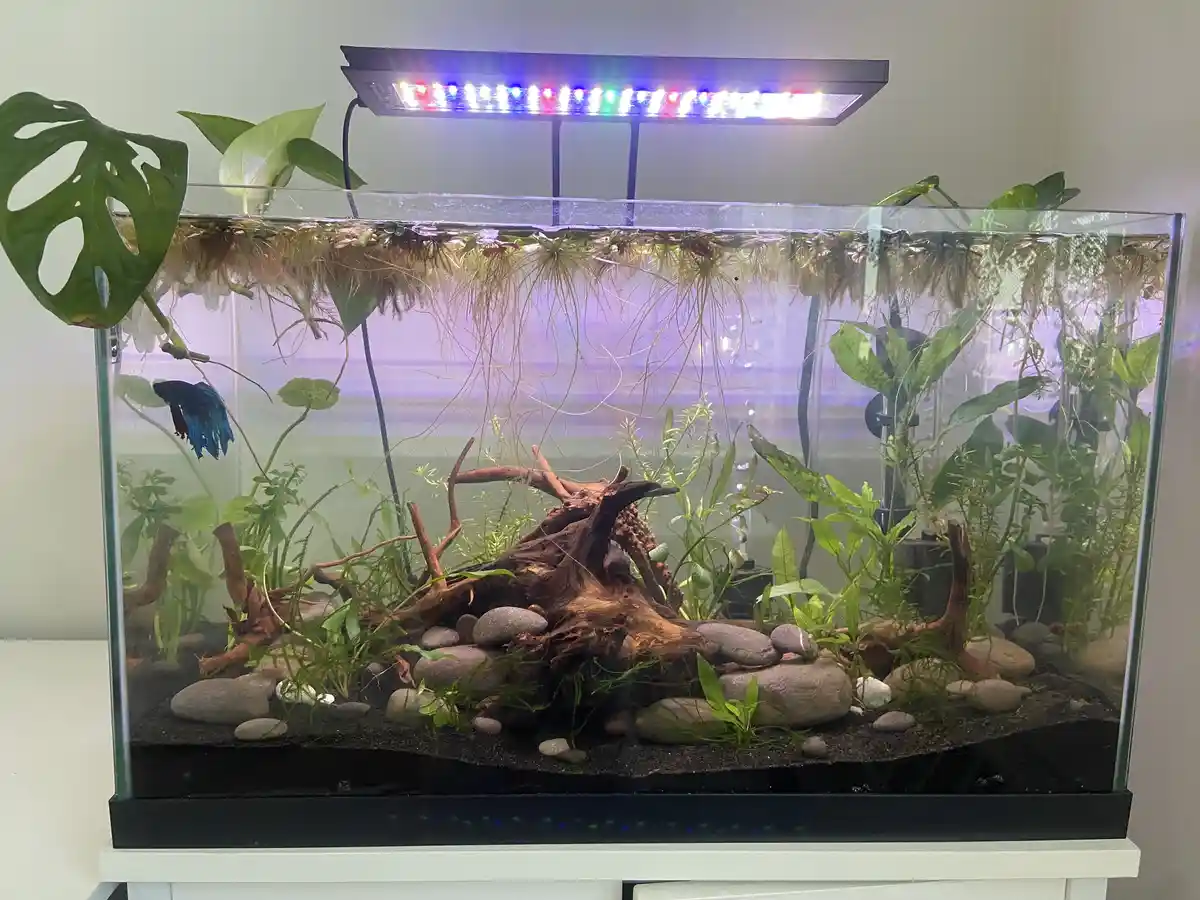 A well-lit aquarium with lush green aquatic plants, driftwood, and smooth stones, featuring a single blue betta fish…