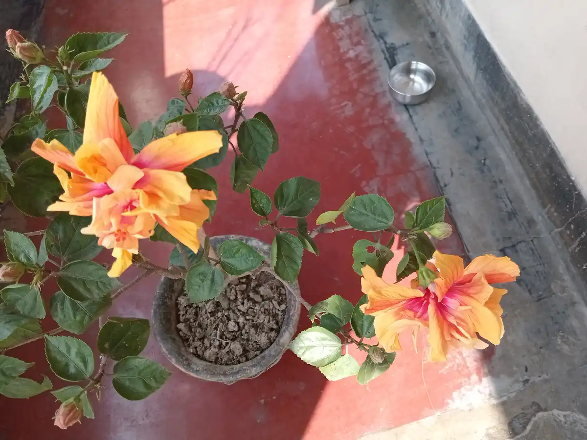 A potted hibiscus plant with vibrant orange and pink flowers and green leaves sits on a red tiled floor, next to a small…