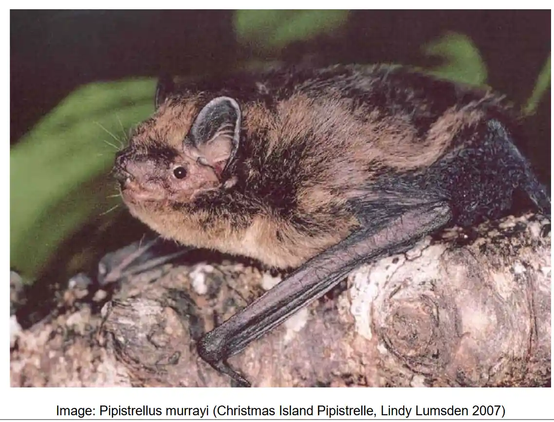 A close-up photograph of a small brown bat with large ears and dark wings, perched on a textured tree branch against a…