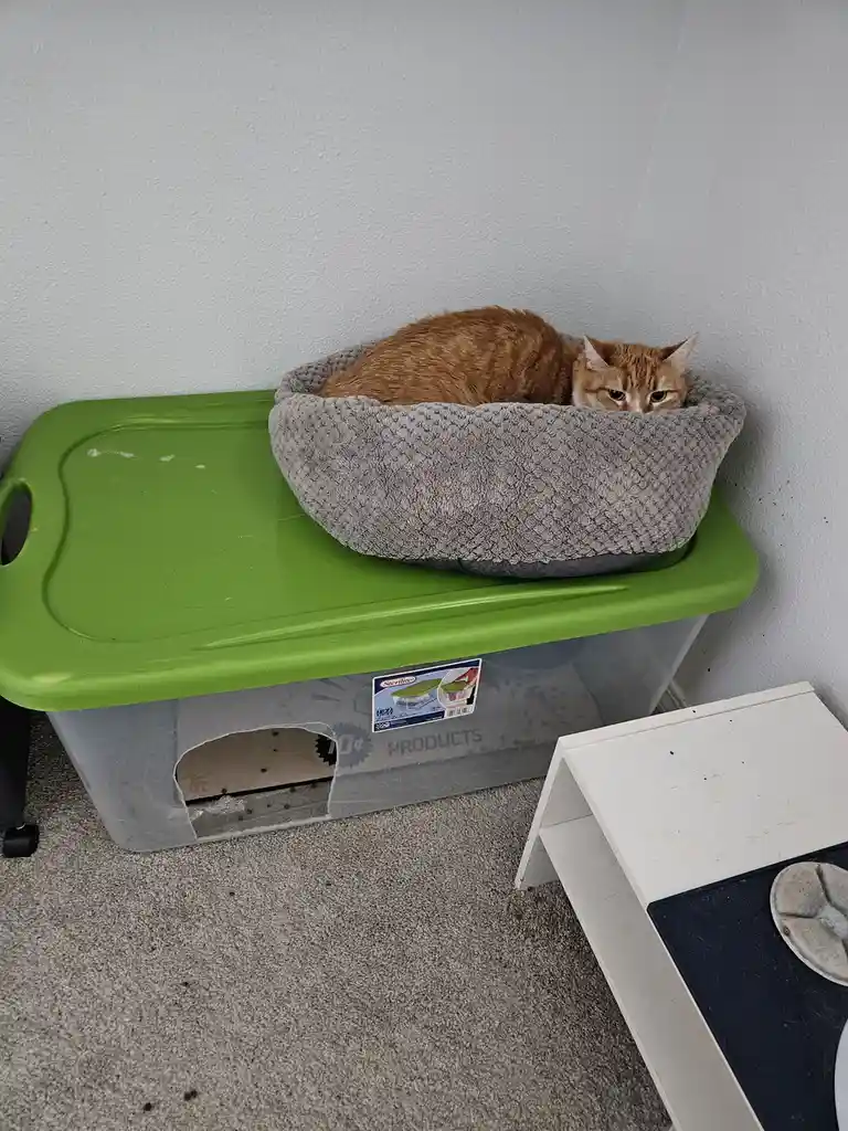 An orange tabby cat is curled up in a grey knitted bed that sits atop a green plastic storage bin. The cat looks directly at…