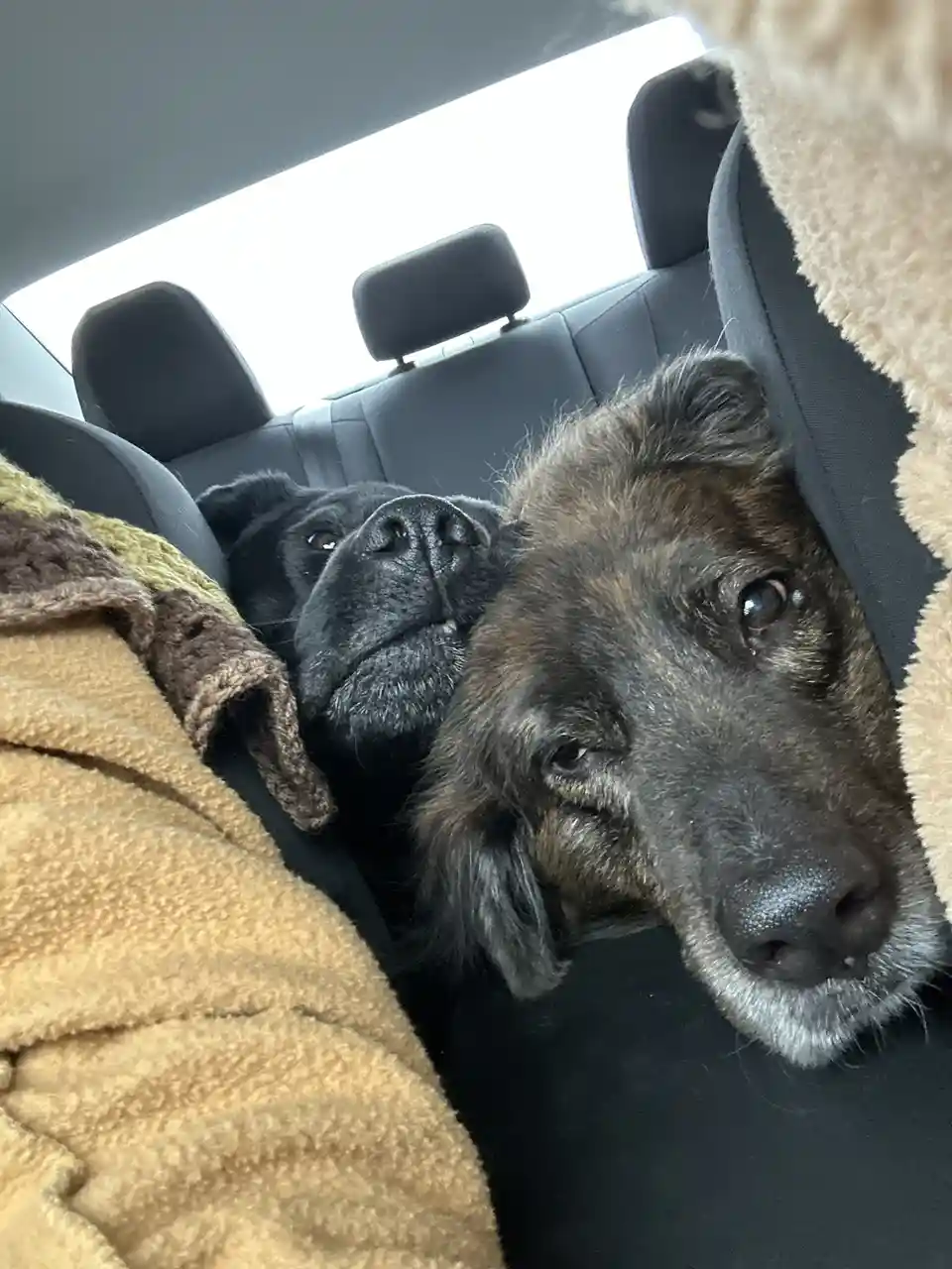 Two dogs are seen resting in the backseat of a car, one black and one brindle, both looking sleepy and cozy under blankets…