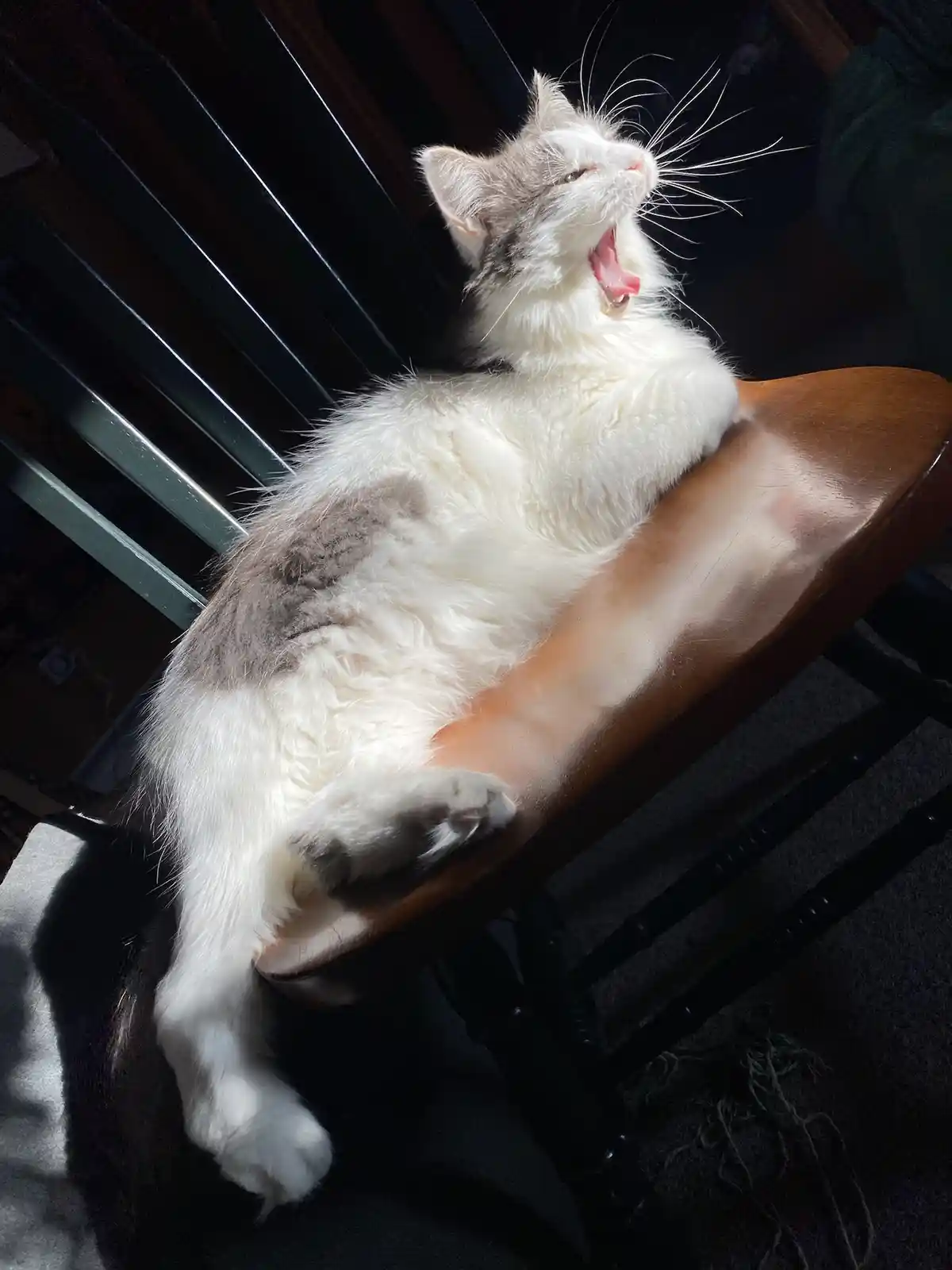 A fluffy white and grey cat is lounging on a wooden chair, yawning widely with its mouth open, bathed in sunlight. The…