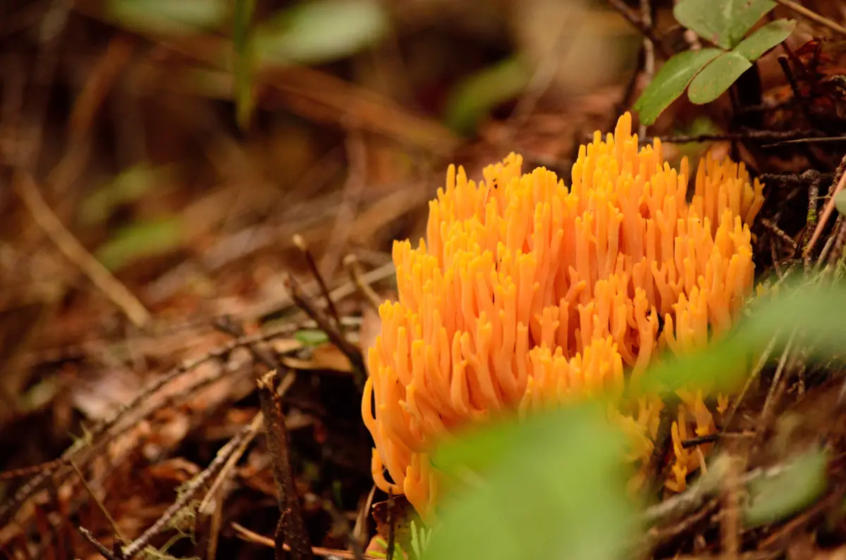A close-up photo shows a bright orange, coral-like fungus growing among brown twigs and green leaves on forest floor. The…