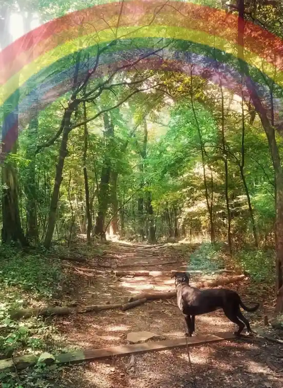 A black dog stands on a forest trail looking ahead, beneath a digitally added rainbow arching over the trees. The dog…