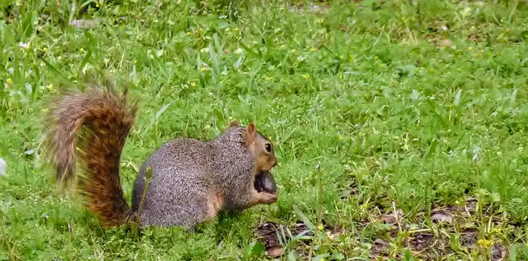 A gray squirrel with a bushy brown tail is sitting in a grassy field dotted with small yellow flowers, holding a large…