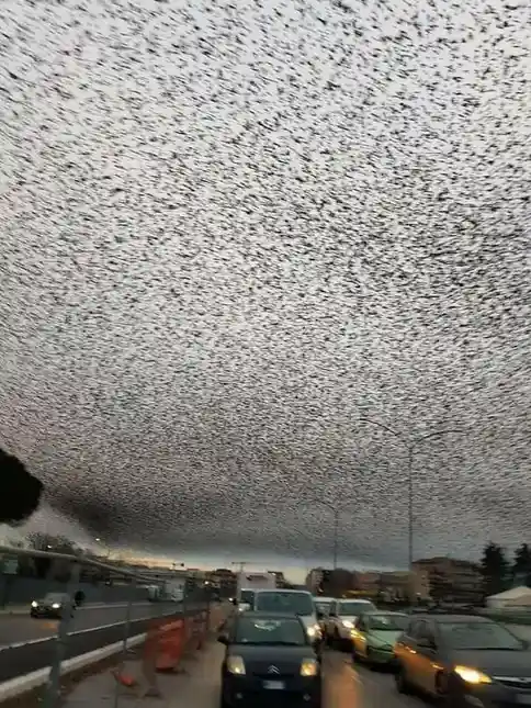 At Least a Dozen Birds: Nature's Gathering