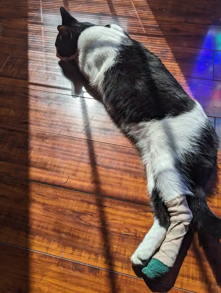 A black and white cat is lying on a wooden floor in a patch of sunlight, its body stretched out. Its front right paw is…