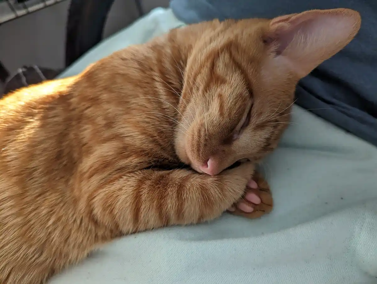 A ginger cat is curled up and sleeping soundly on a light blue fabric surface, with its paws tucked under its chin and eyes…