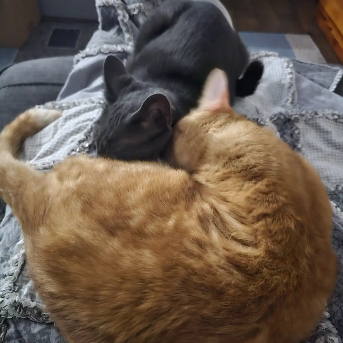 Two cats, one dark gray and one ginger, are curled up together sleeping on a gray patterned blanket on a couch. The dark…