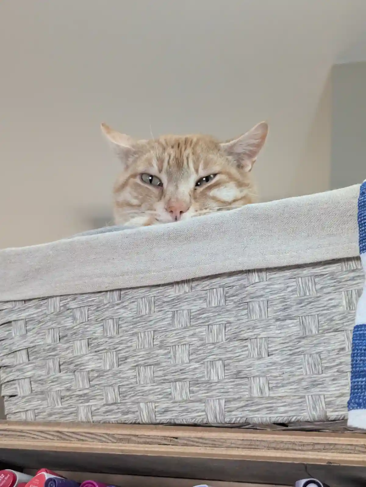 An orange tabby cat peeks over the edge of a gray woven basket with a grumpy, unimpressed expression. The cat's eyes are…