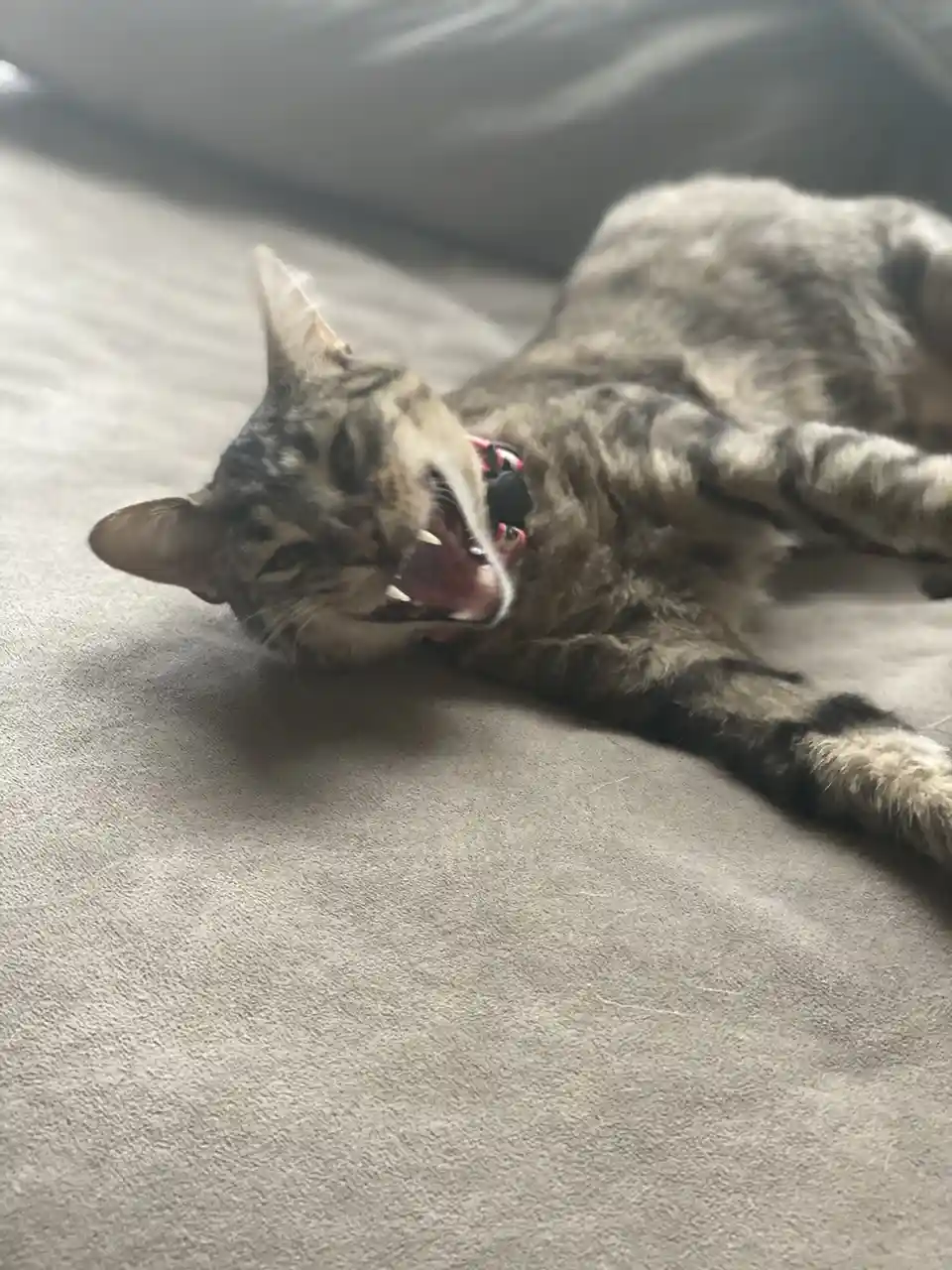 A tabby cat with a pink collar is lying on its side on a gray couch, yawning widely with its mouth open and teeth visible…