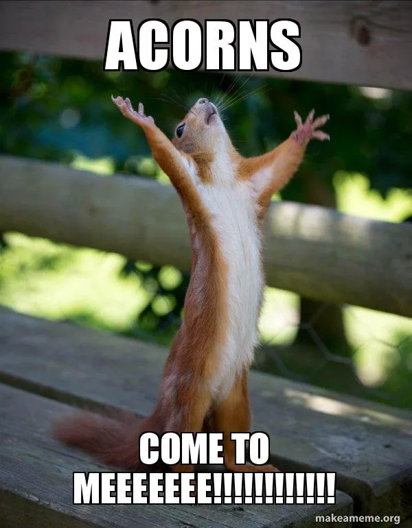 A red squirrel stands upright on a wooden bench with its arms raised and mouth open in an ecstatic pose, as if begging for…