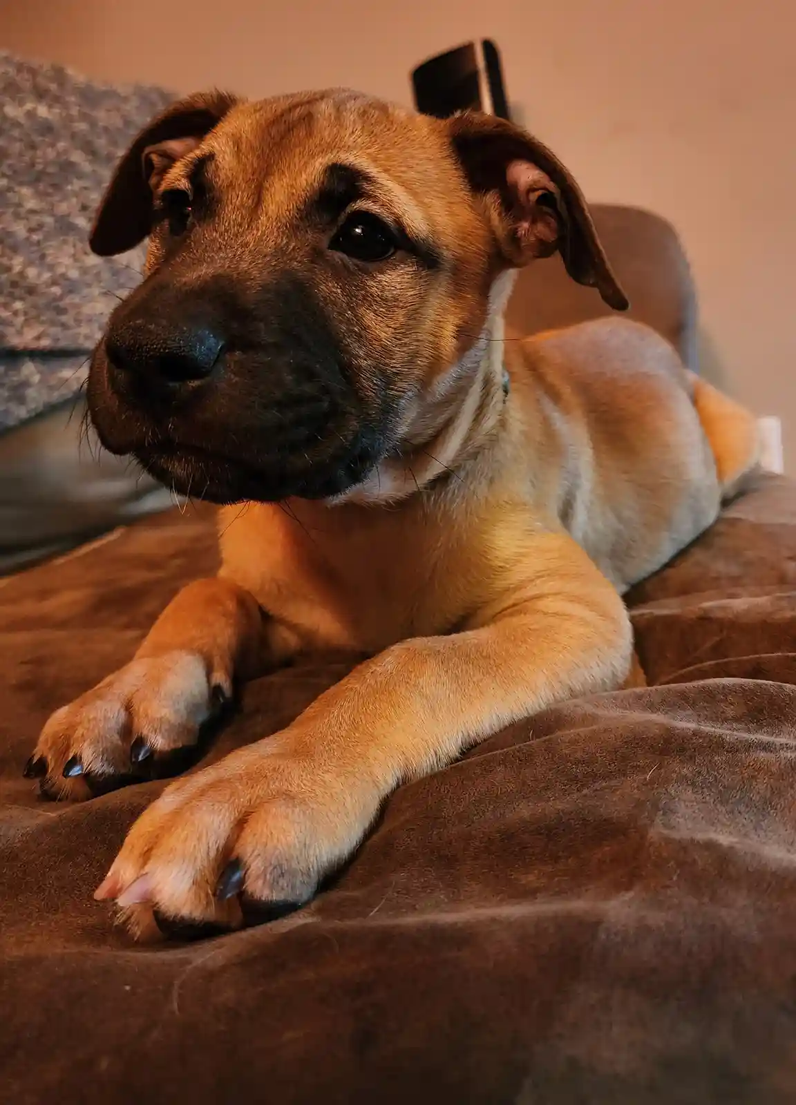 A close-up photo of a tan and black puppy lying on a brown blanket, looking directly at the camera with a calm expression…