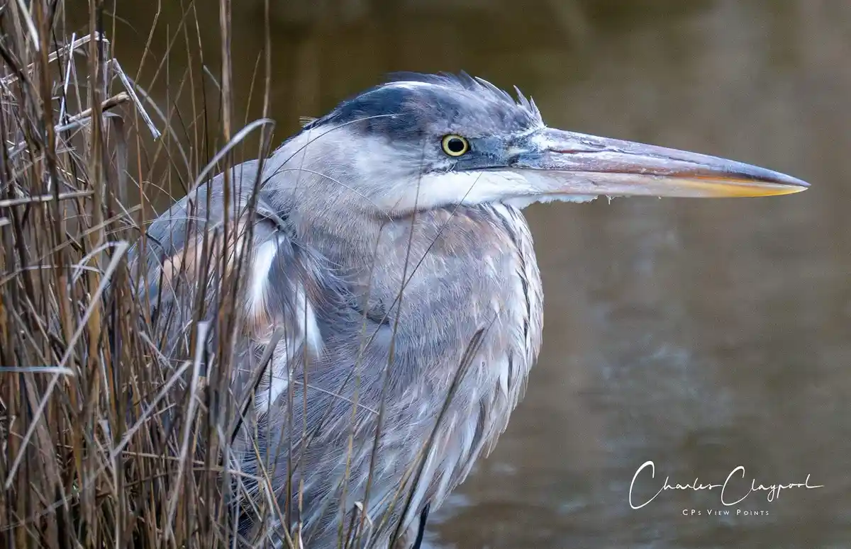 A close-up photograph of a grey heron standing in water among tall, dry reeds. The bird has a long, pointed beak with a…