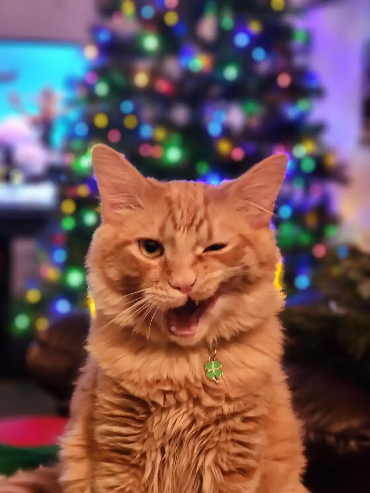 A close-up of an orange tabby cat with one eye closed and mouth open in a grumpy expression, wearing a collar with a…