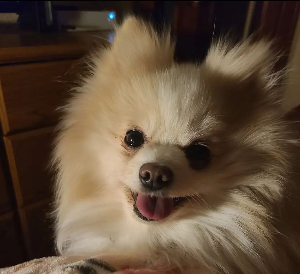 A close-up photo of a fluffy, light-colored Pomeranian dog with its tongue out, looking directly at the camera. The dog has…