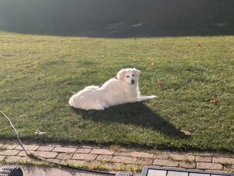 A fluffy white dog is lying down on a green lawn, bathed in sunlight, with a few scattered autumn leaves around. The dog is…