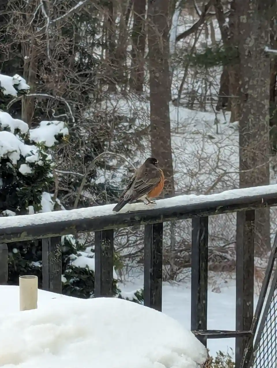 A robin with a bright orange breast and dark head perches on a snow-covered black metal railing in a snowy backyard. Behind…