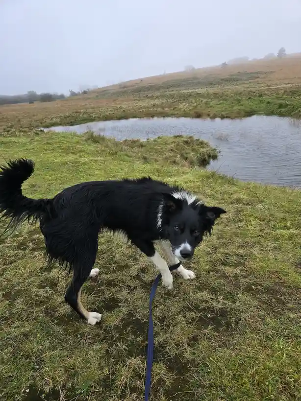 A black and white border collie with wet fur stands on grass near a pond, looking back at the camera with a leash trailing…