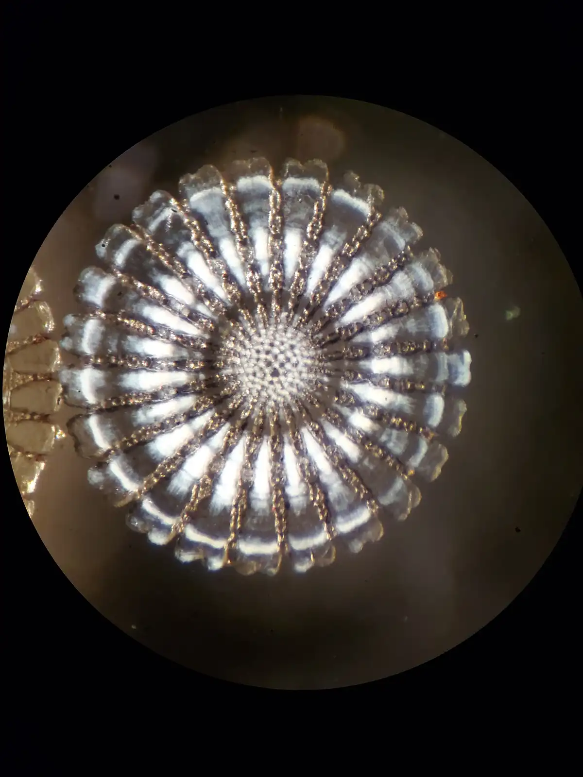 this is a microscopic image of a fossilized foraminifera shell, viewed through a microscope, showing a radial, symmetrical…