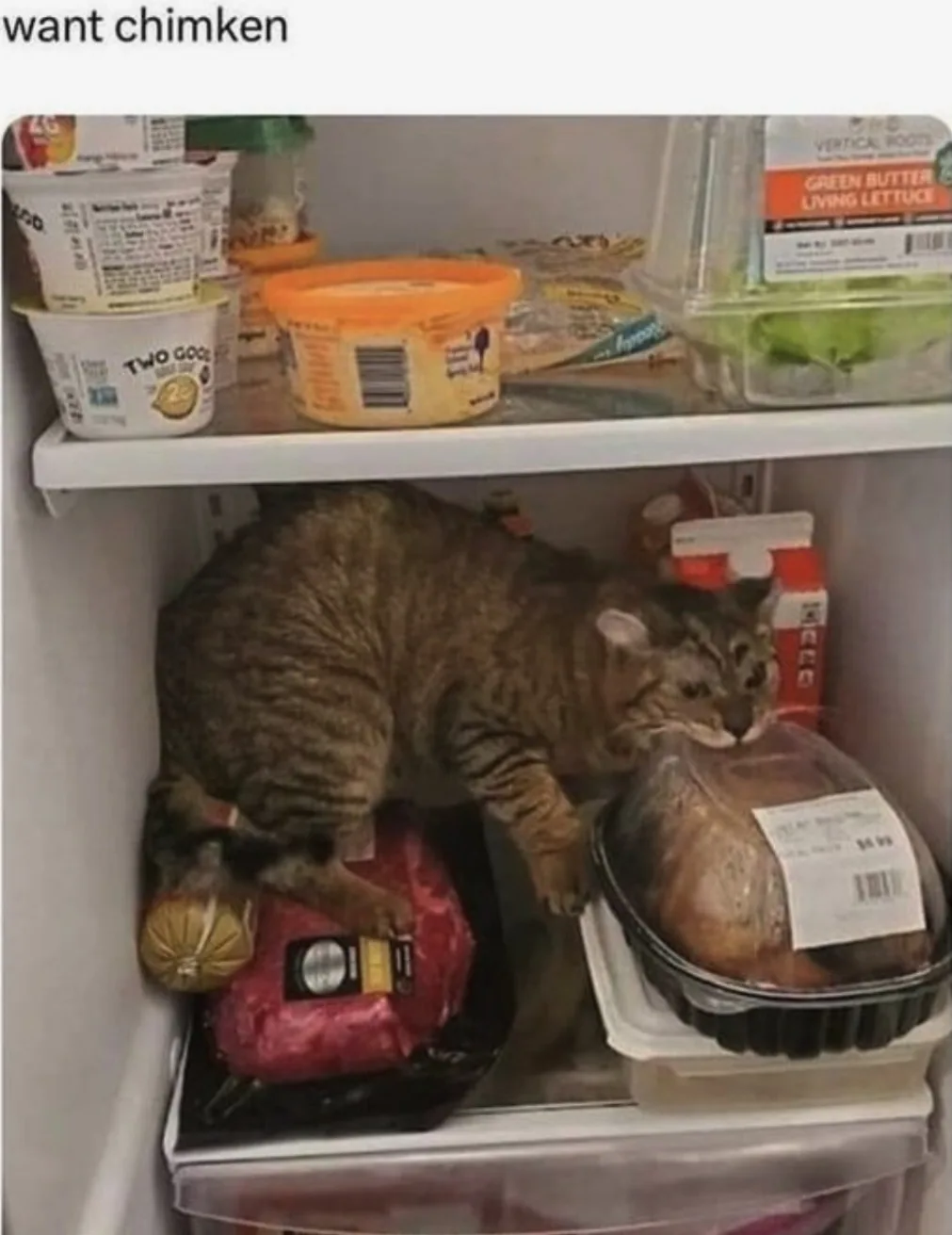 A tabby cat is inside a refrigerator, leaning over a packaged turkey while resting its paw on a package of ground meat. The…