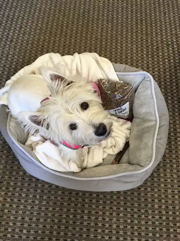 A small white dog with fluffy fur and a pink collar lies curled up in a grey pet bed, nestled on a white blanket. Beside the…