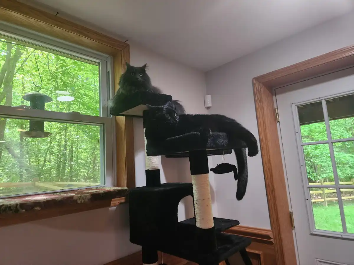 Two fluffy cats, one dark gray and one black, are lounging on a multi-level cat tree near a window with green trees outside…
