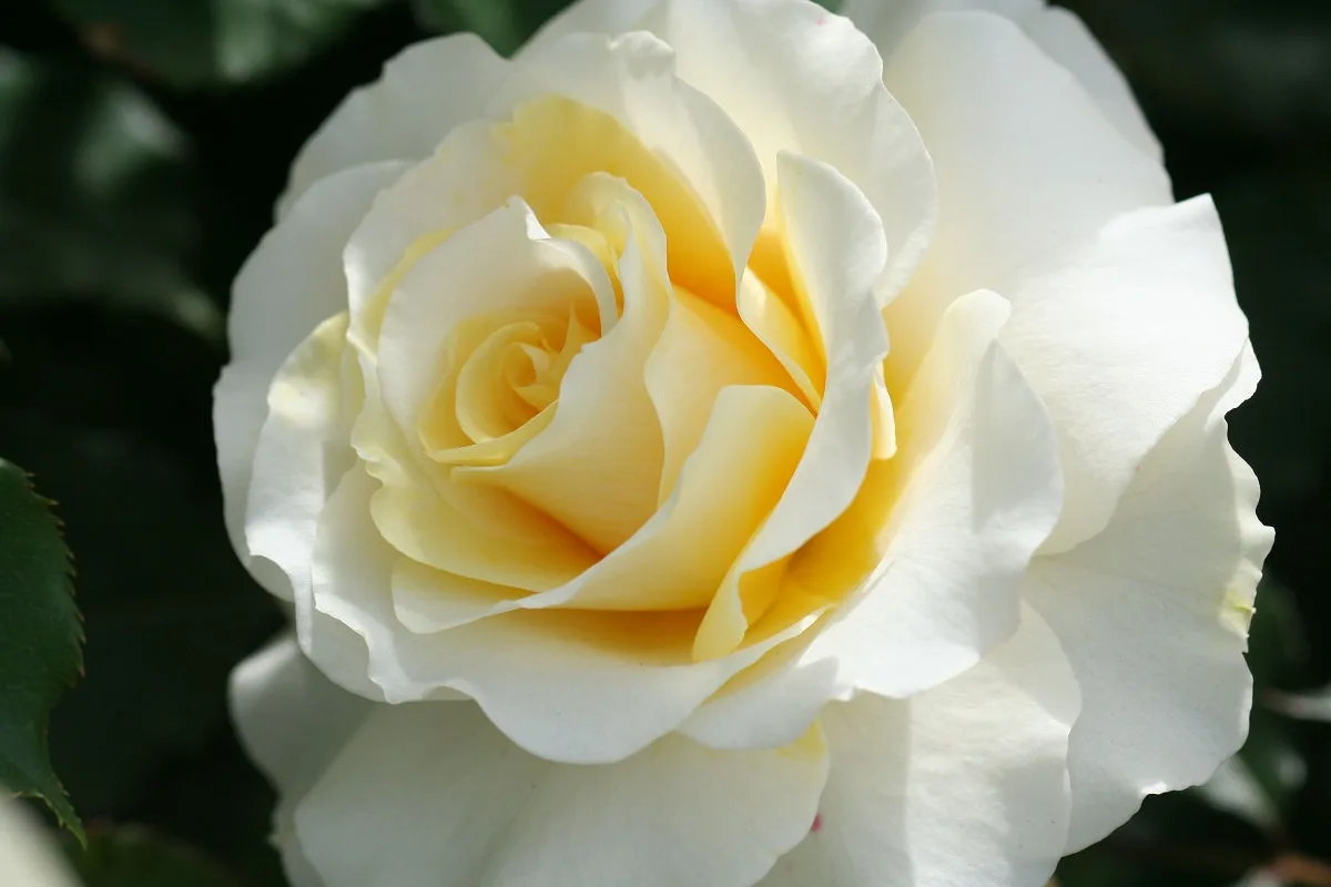 A close-up photograph of a white and pale yellow rose with layered petals, set against a blurred green foliage background…
