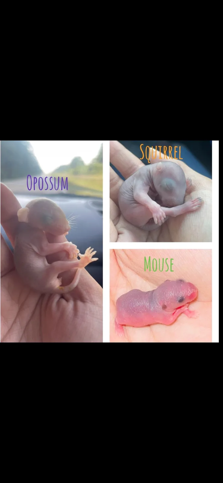 A collage of three images showing newborn baby animals held in human hands, each labeled with its species: 'OPOSSUM' (left)…
