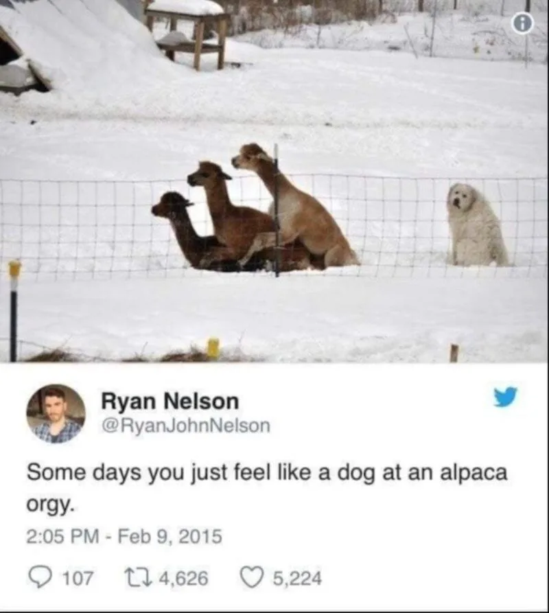 A snowy outdoor scene shows three alpacas huddled together behind a wire fence, while a fluffy white dog sits alone on the…