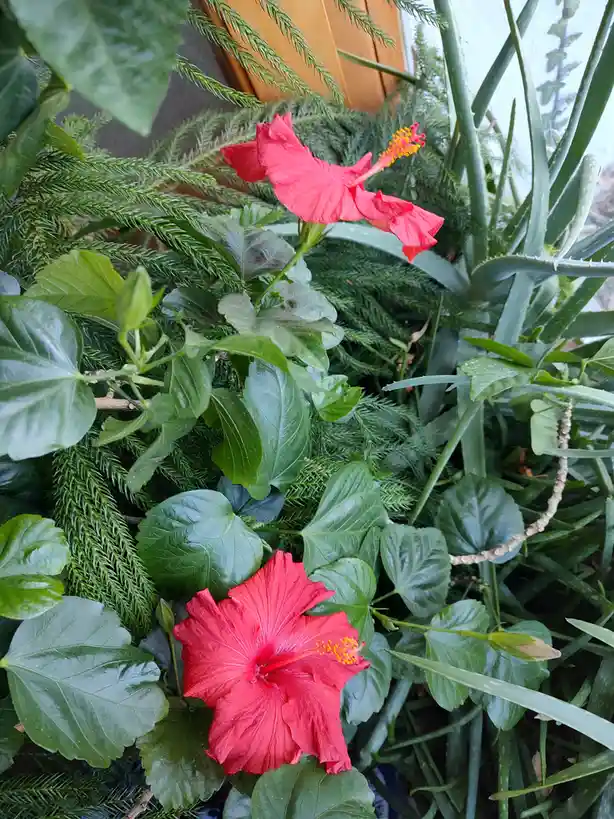 A vibrant photo of two red hibiscus flowers blooming among lush green foliage, including fern-like plants and aloe vera…