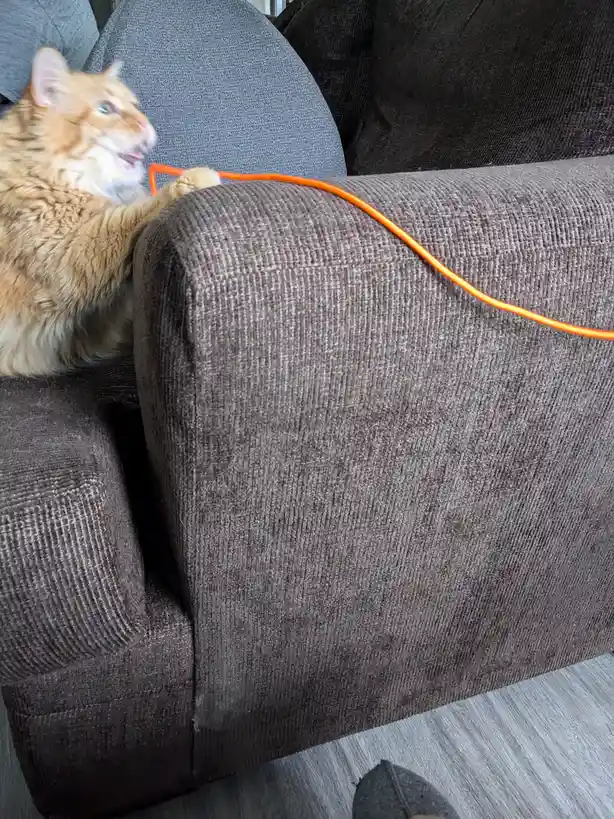 A fluffy orange tabby cat sits on a dark brown corduroy couch, looking frustrated as it holds an orange cord that runs…