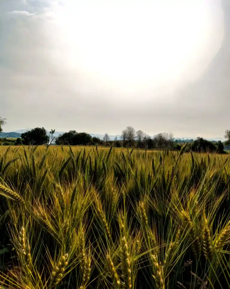A serene landscape photo of a golden wheat field under a bright, hazy sky with distant trees and hills. Overlaid text reads…