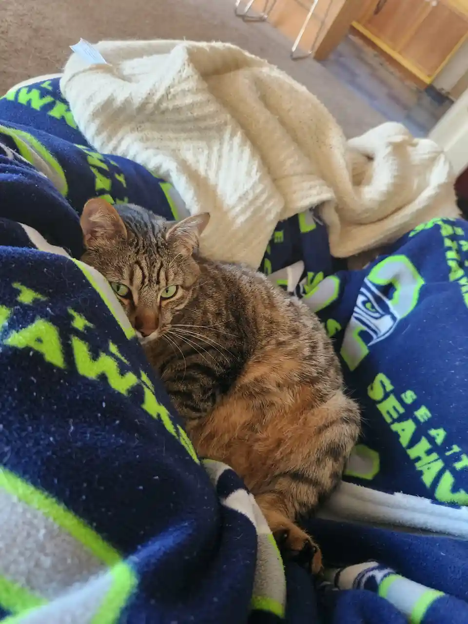 A tabby cat with green eyes is curled up and partially hidden under a blue and green Seattle Seahawks fleece blanket…