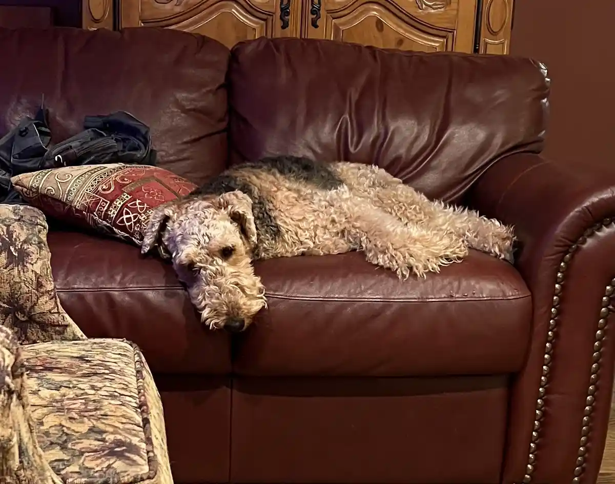 A scruffy, curly-haired dog with a black and tan coat is lying sprawled across a brown leather couch, its head drooping down…