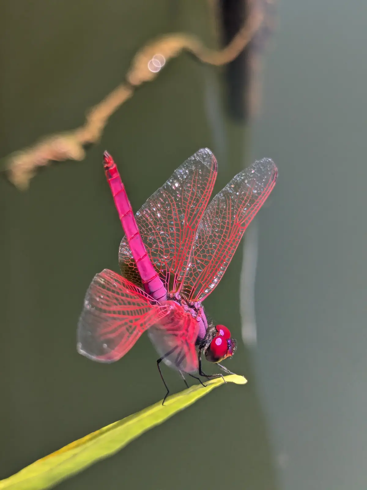 A vibrant pink dragonfly with transparent wings rests on a green leaf above water, its body and wing veins glowing with a…