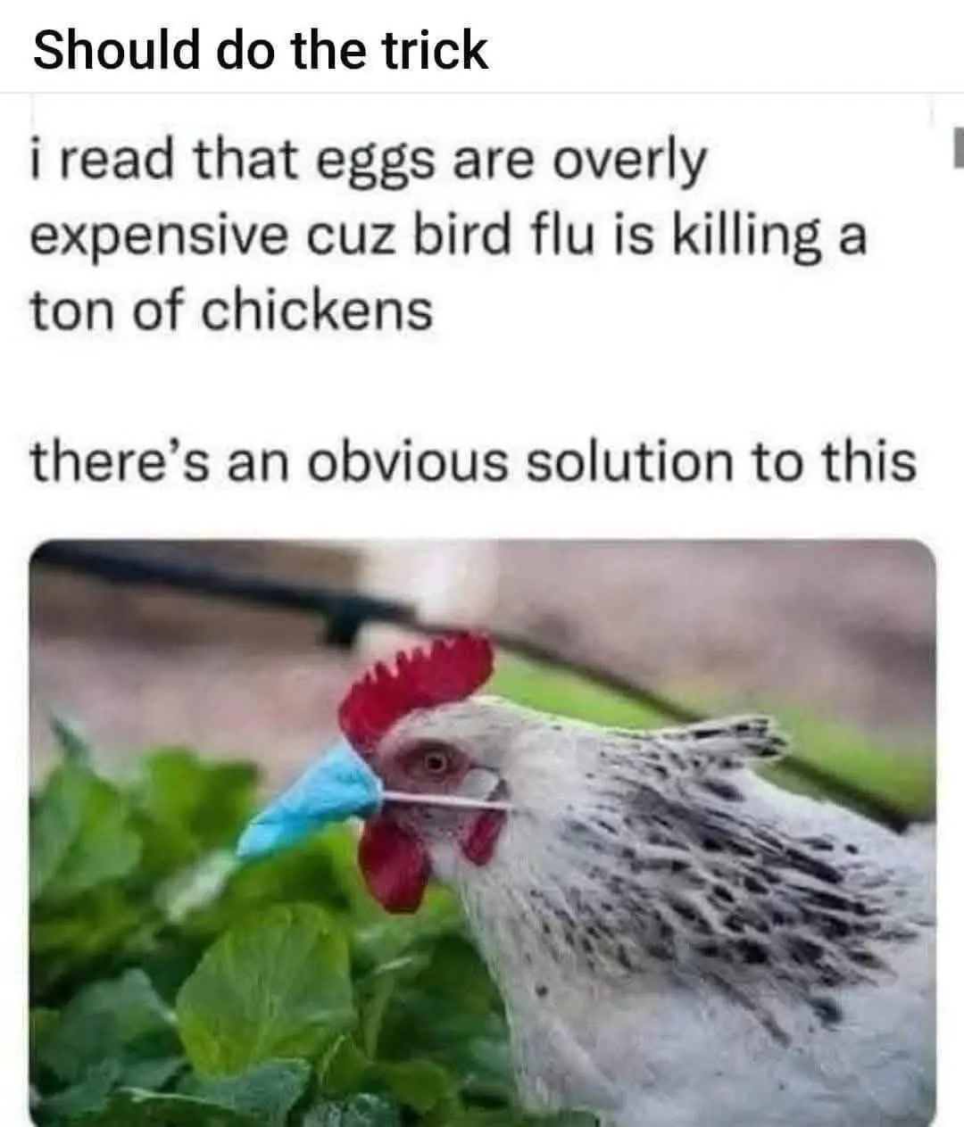 A close-up photo of a white chicken with black speckles and a red comb, wearing a blue surgical mask over its beak while…