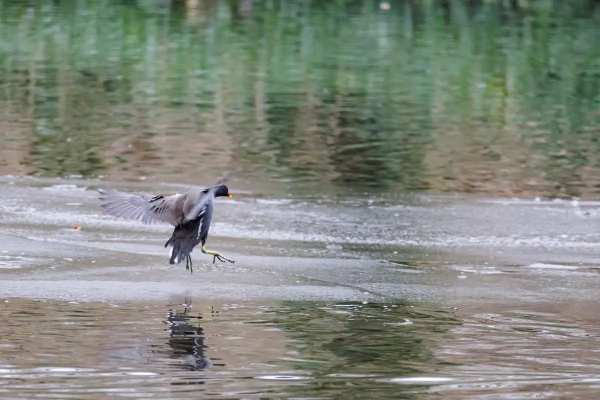 A bird with gray and black feathers, a red beak, and bright green legs is captured mid-flight over a partially frozen…