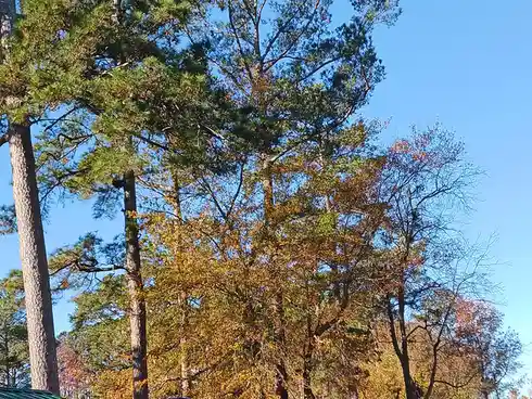 A photo of tall trees with green pine needles and yellow-orange deciduous leaves against a clear blue sky, overlaid with the…