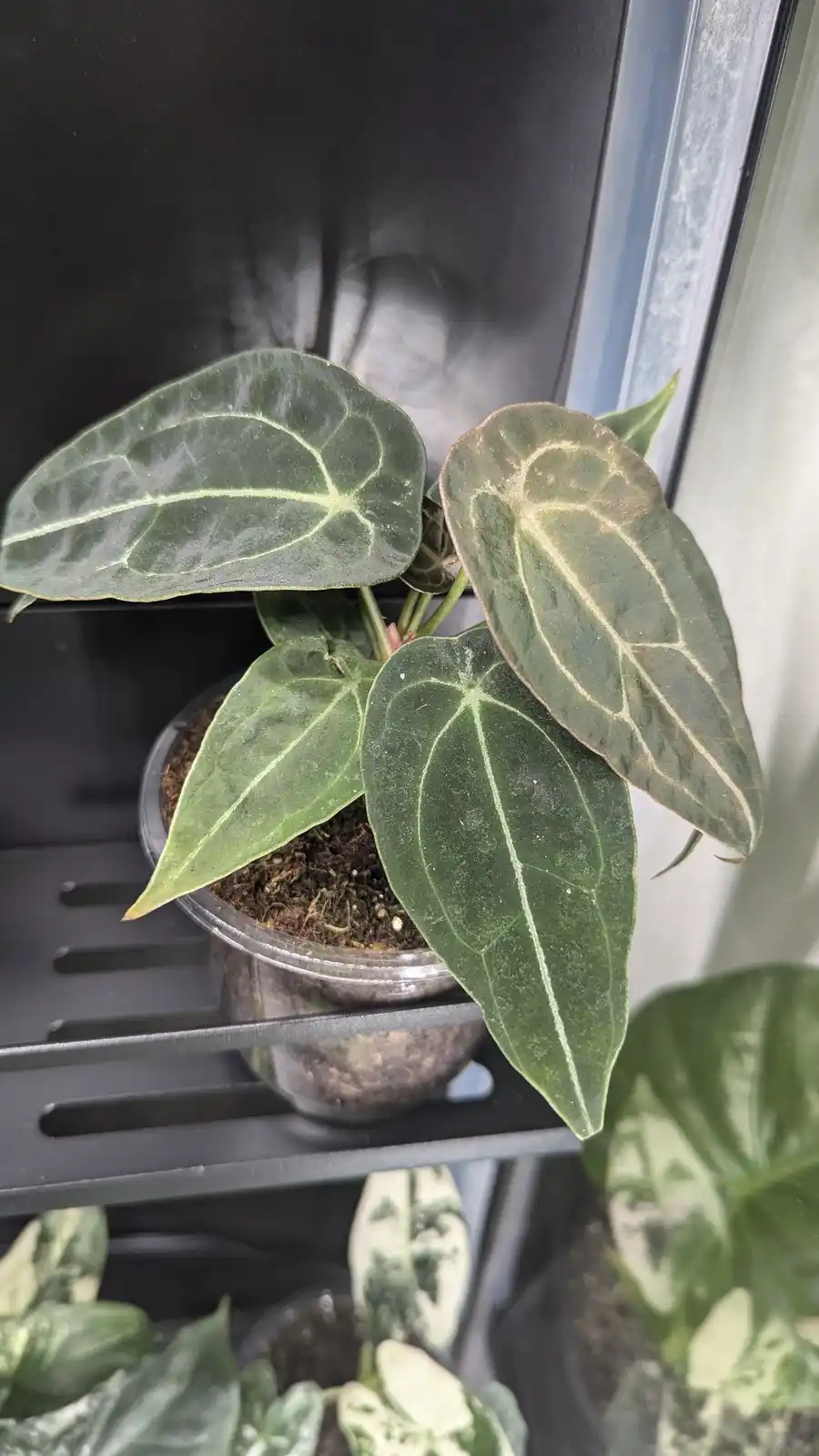 A close-up photo of a small potted plant with large, dark green leaves featuring prominent light green veins, sitting on a…