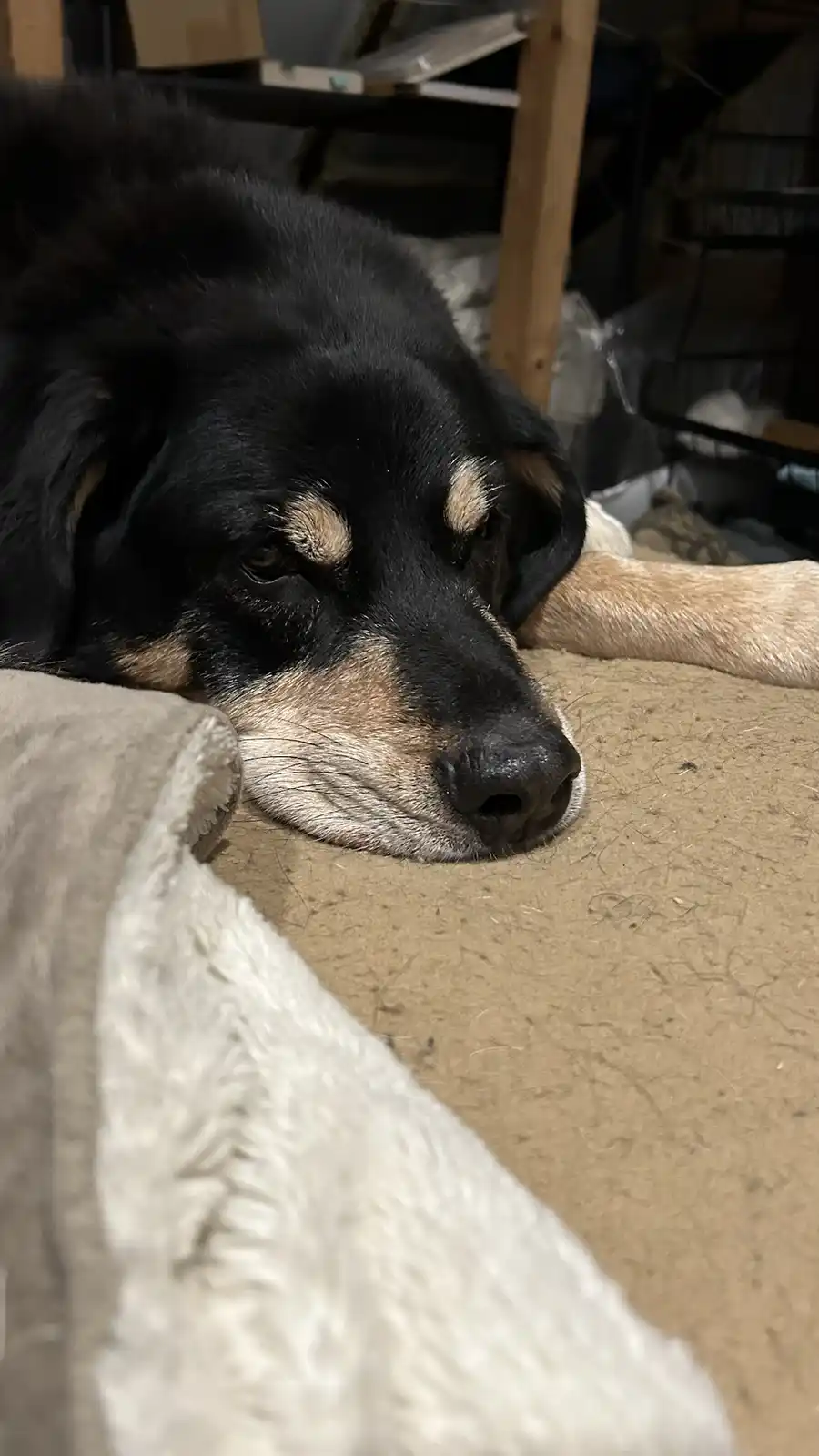 A black and tan dog with tired eyes rests its head on a beige carpet, partially covered by a fluffy white blanket, with…