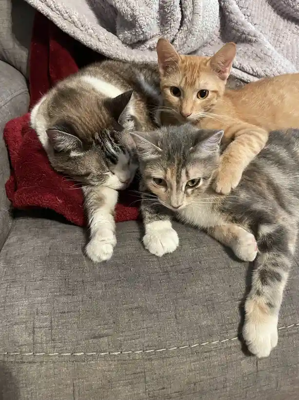 Three cats are snuggled together on a gray couch with a red blanket and gray blanket behind them. One gray tabby cat in the…