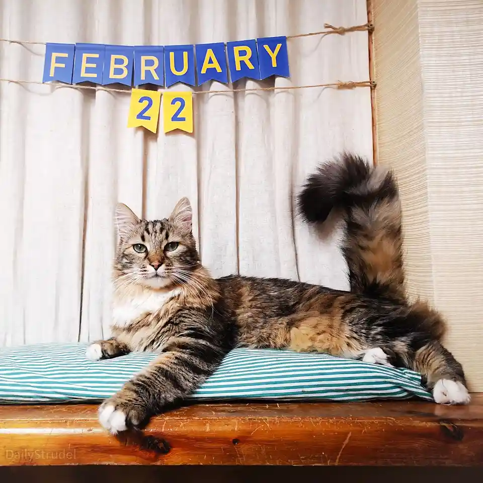 A fluffy tabby cat with green eyes lounges regally on a teal and white striped pillow placed on a wooden surface. Behind the…