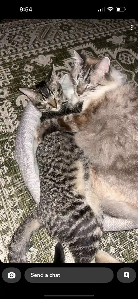 Two tabby cats are curled up asleep in a pet bed on a patterned rug, one smaller cat is nestled against a larger one. The…