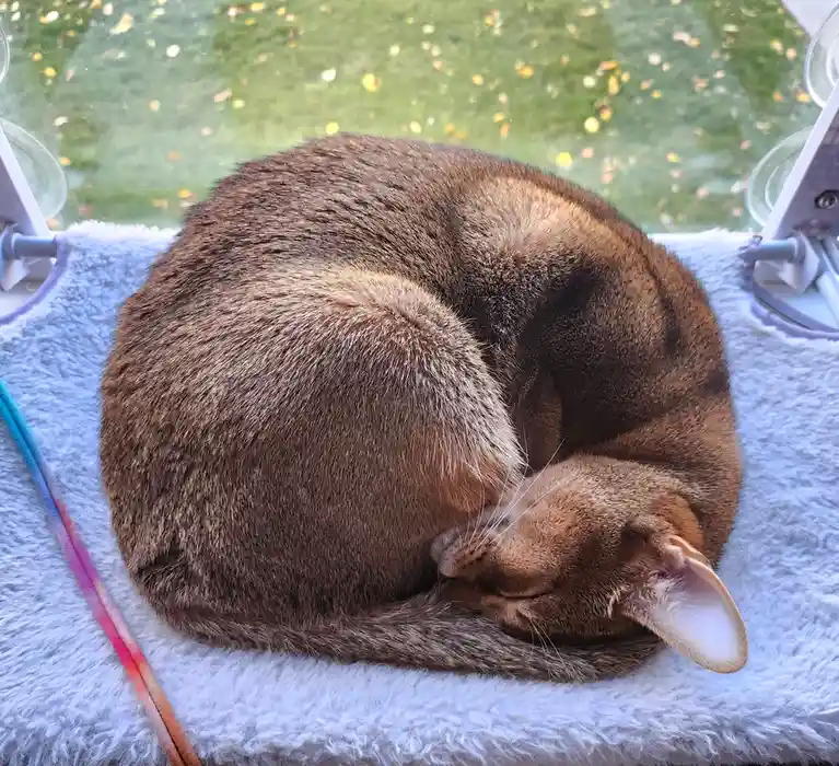 A brown cat is curled up and sleeping soundly on a fluffy white blanket placed on a windowsill, with a blurry green outdoor…