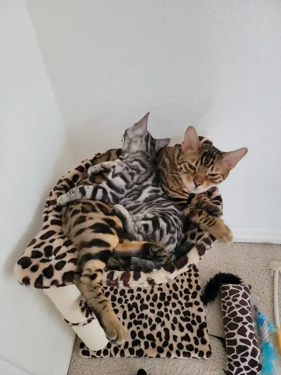 Two Bengal cats are curled up together on a leopard-print cat bed, one appears to be sleeping while the other looks alert…