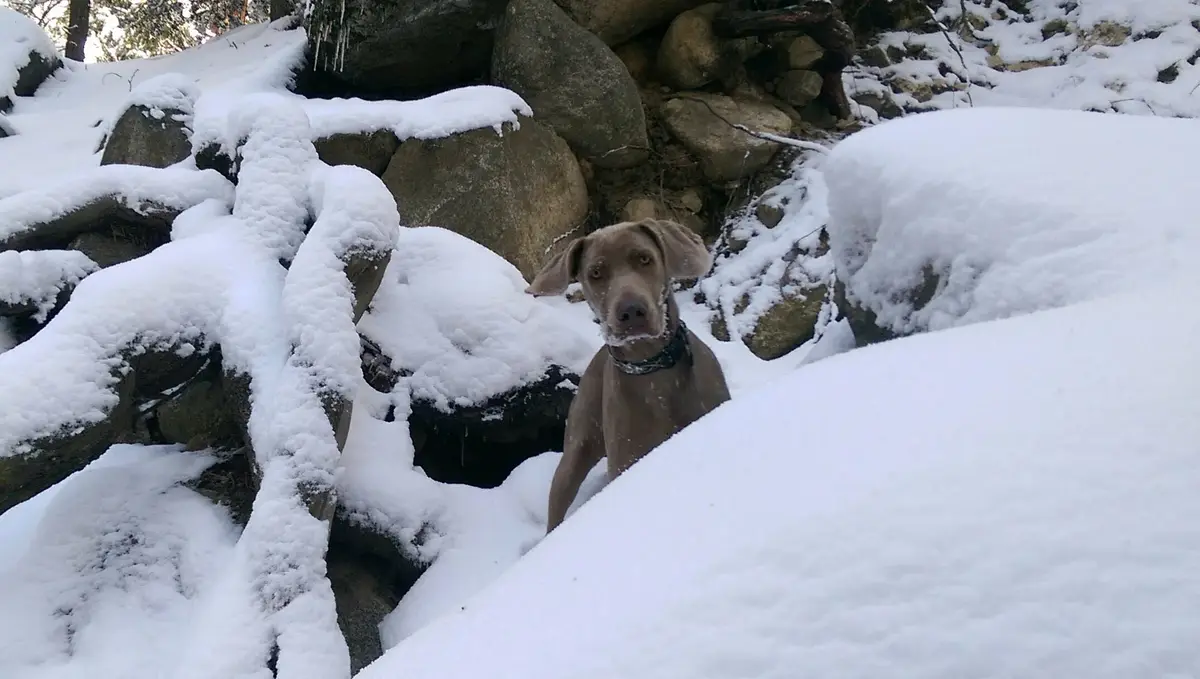 A brown Weimaraner dog is partially buried in deep snow, peeking out from behind snow-covered rocks in a wooded area. The…