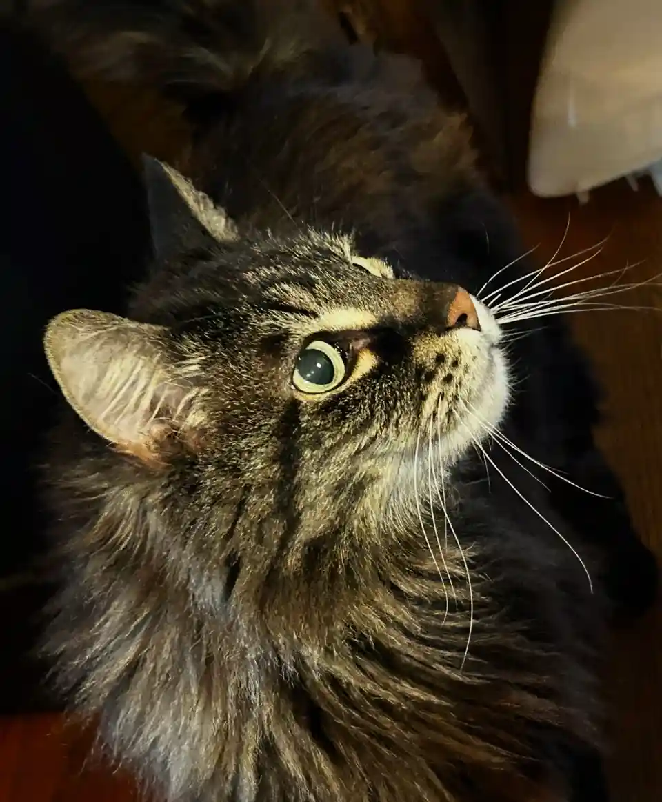 A close-up photo of a long-haired tabby cat looking upward with wide, slightly bewildered eyes. The cat's fur is dark brown…
