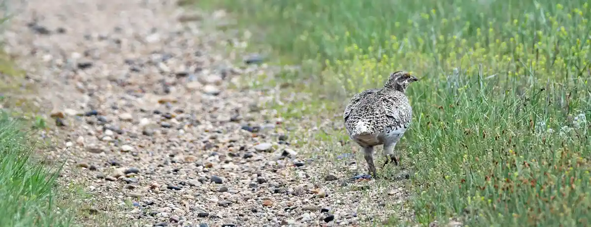 A plump, speckled bird with a mottled brown and white pattern stands on a gravel path beside green grass and yellow…
