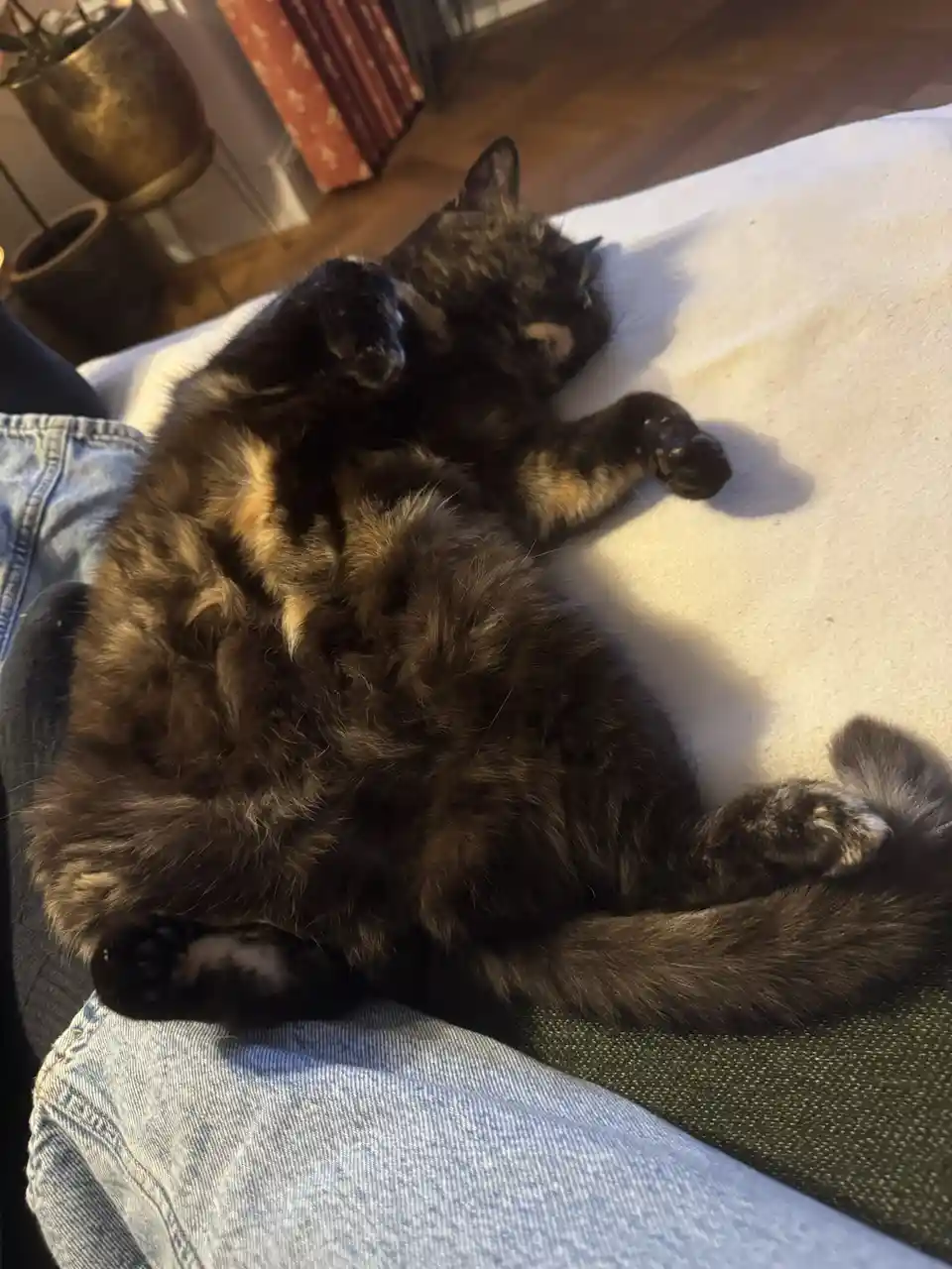 A tortoiseshell cat is lying on its back on a person's lap, exposing its belly and paws, appearing very relaxed and asleep…